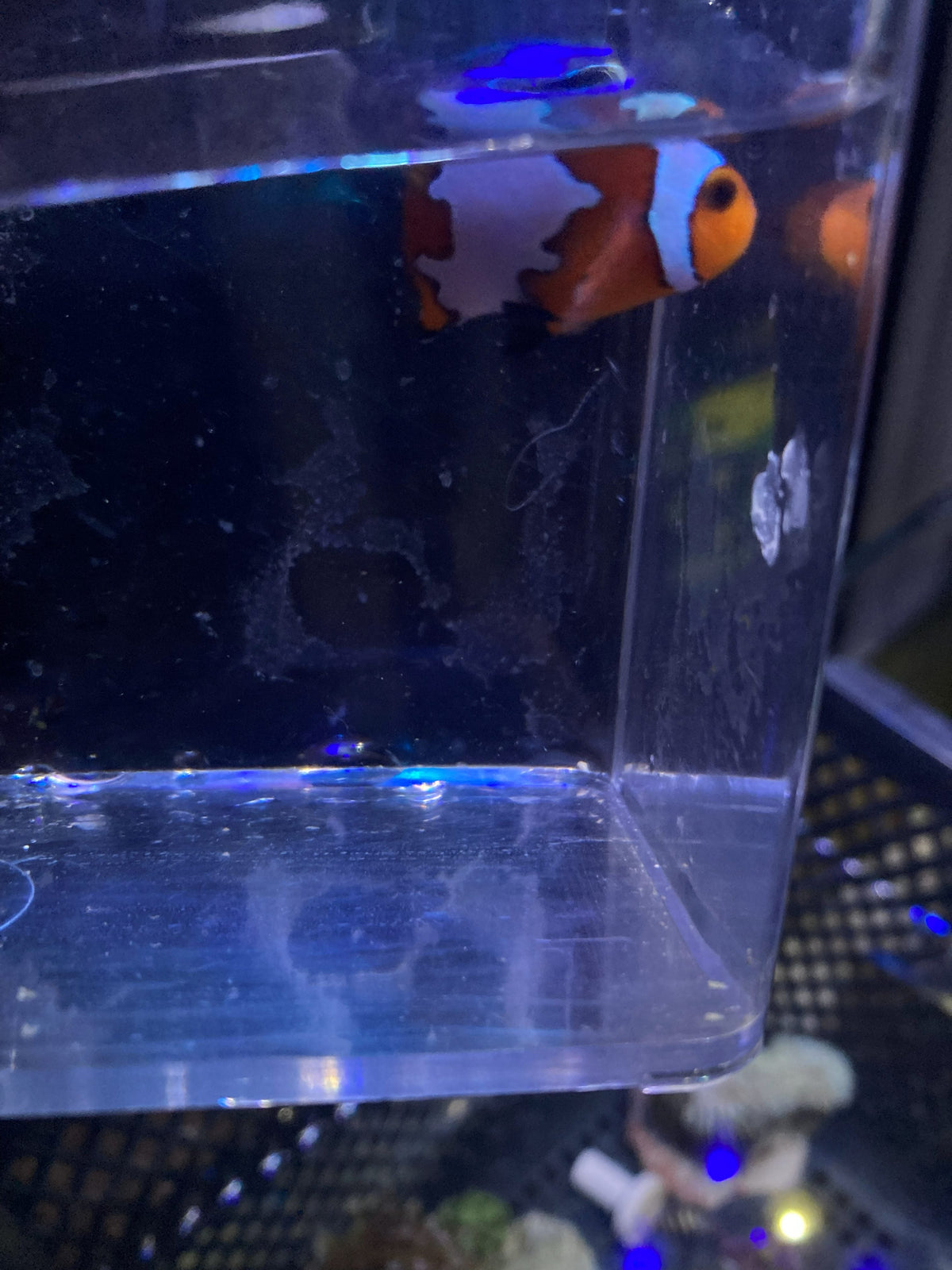 Ocellaris Clownfish (Amphiprion ocellaris)