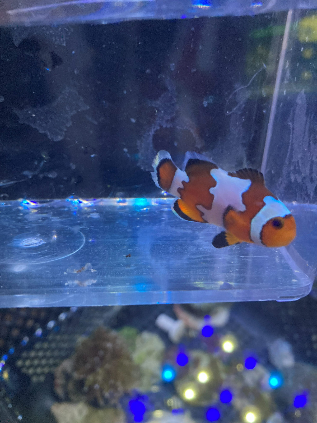 Ocellaris Clownfish (Amphiprion ocellaris) — photo 6
