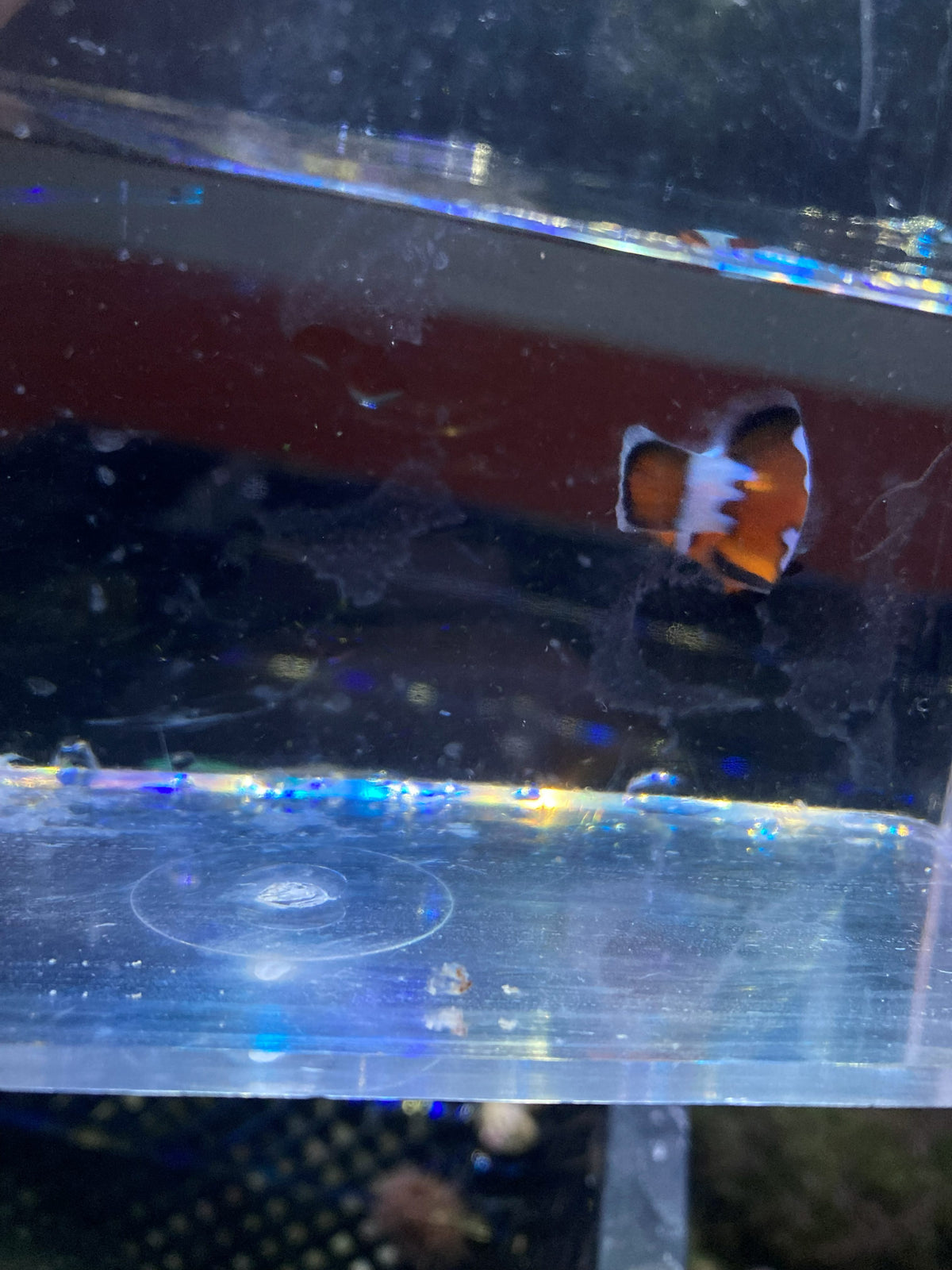 Ocellaris Clownfish (Amphiprion ocellaris) — photo 7
