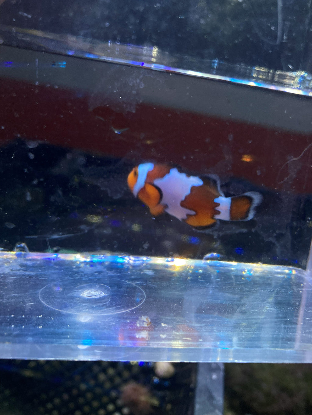 Ocellaris Clownfish (Amphiprion ocellaris) — photo 8
