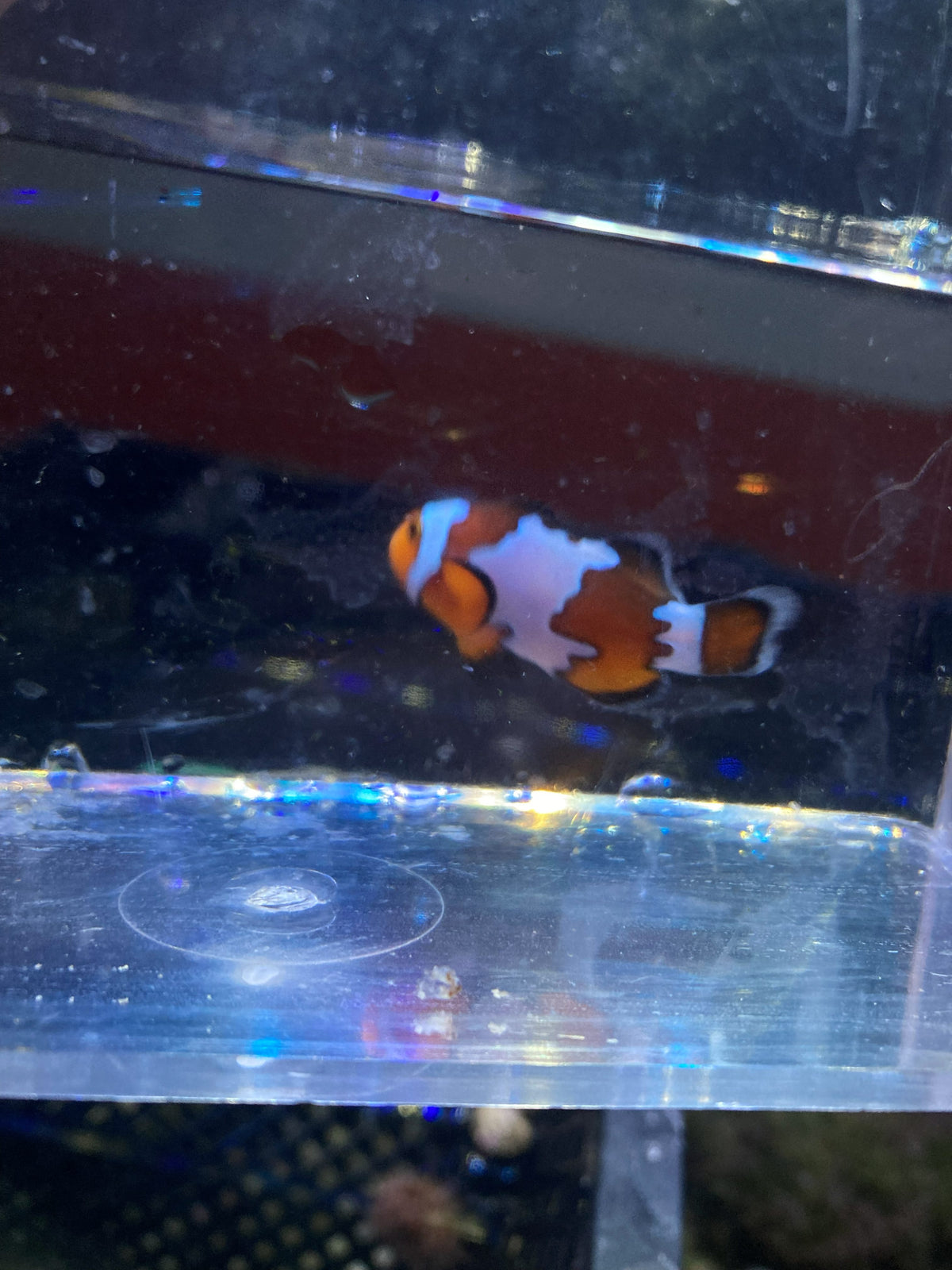 Ocellaris Clownfish (Amphiprion ocellaris) — photo 8