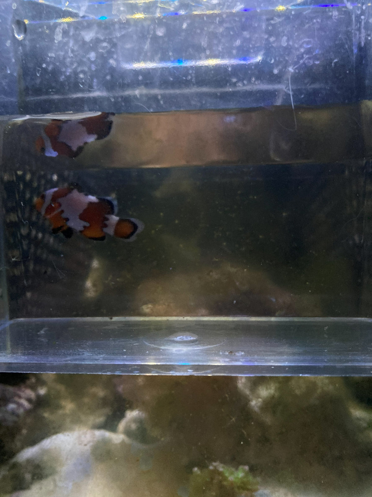 Ocellaris Clownfish (Amphiprion ocellaris) — photo 9