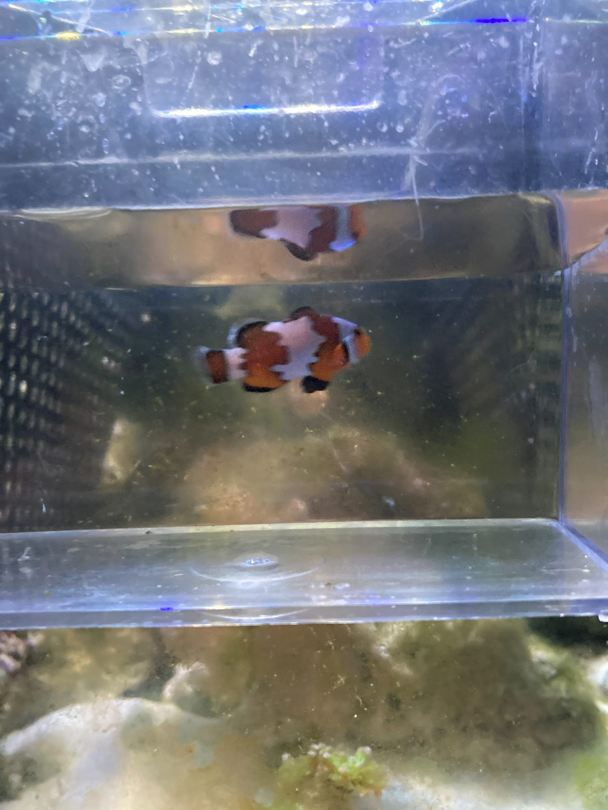 Ocellaris Clownfish (Amphiprion ocellaris) — photo 10