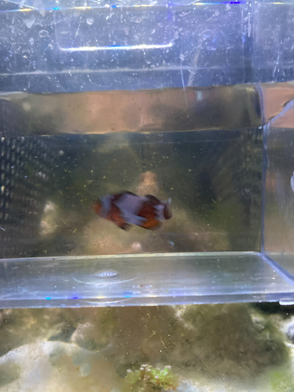 Ocellaris Clownfish (Amphiprion ocellaris) — photo 11