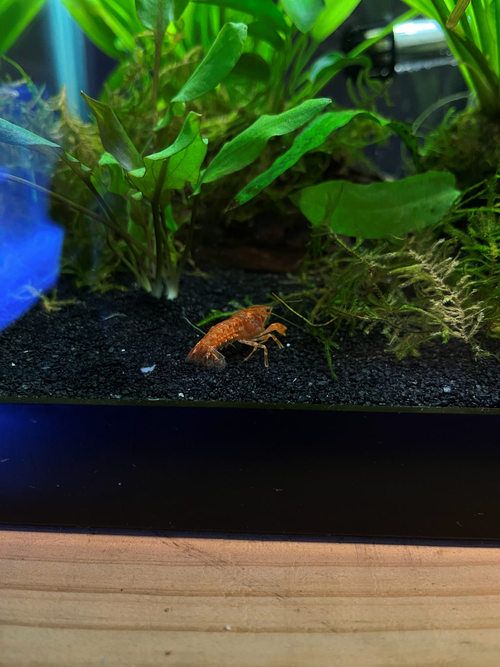 Tangerine Dwarf Crayfish — CPO (Cambarellus patzcuarensis) — photo 1