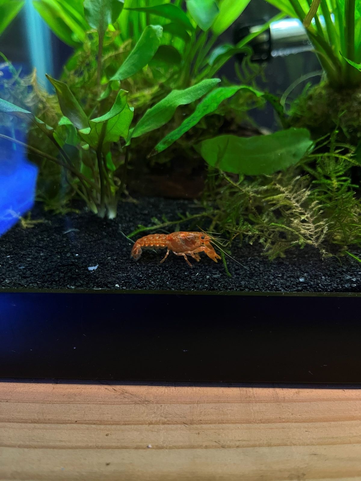Tangerine Dwarf Crayfish — CPO (Cambarellus patzcuarensis) — photo 2