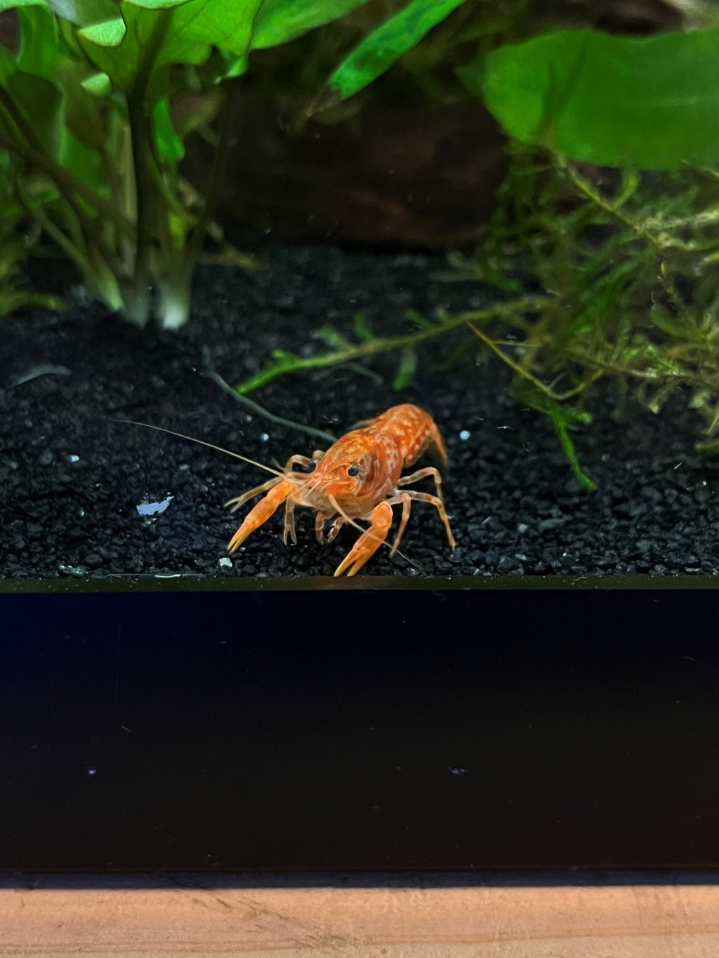 Tangerine Dwarf Crayfish — CPO (Cambarellus patzcuarensis) — photo 3
