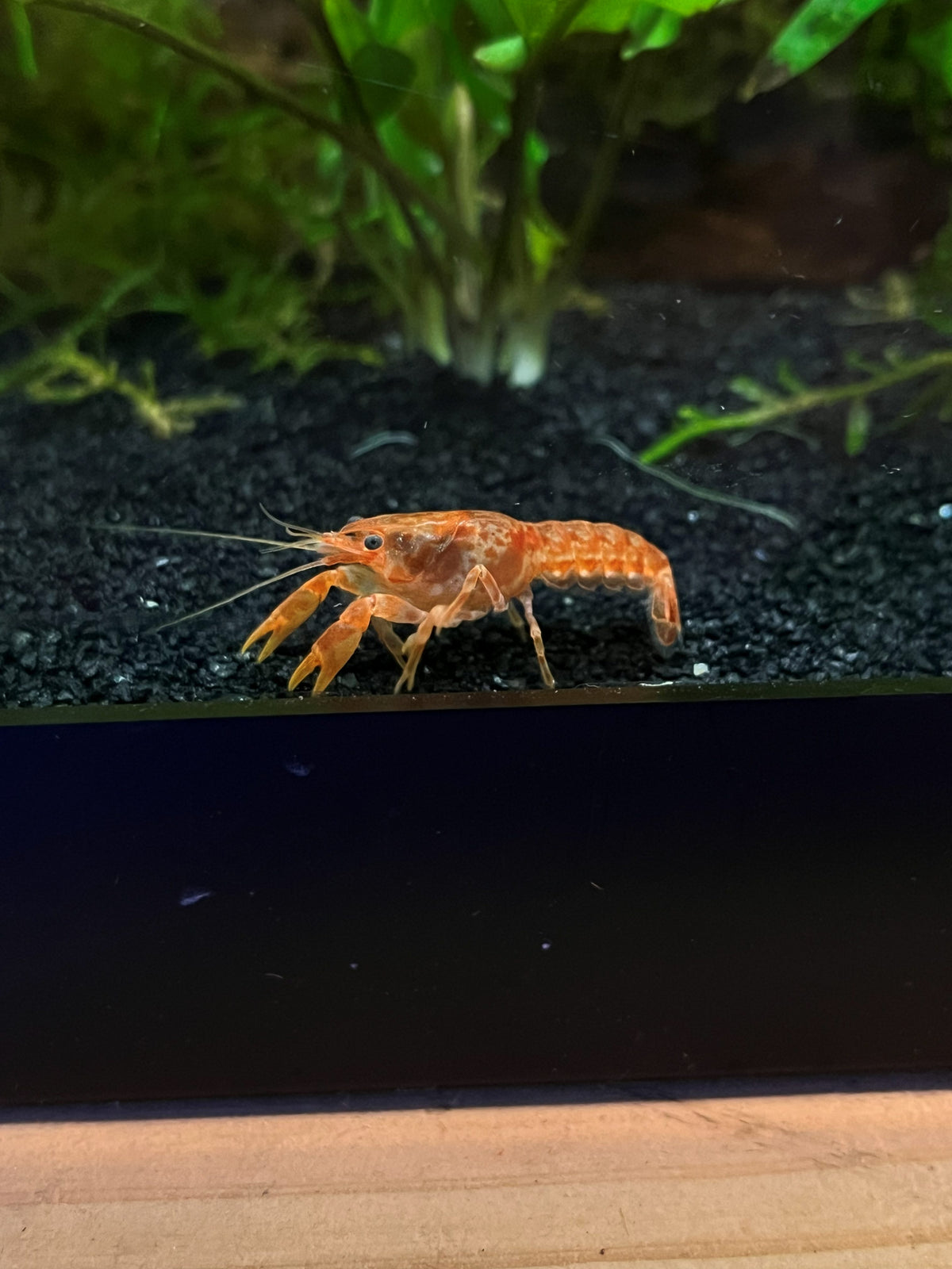 Tangerine Dwarf Crayfish — CPO (Cambarellus patzcuarensis) — photo 4