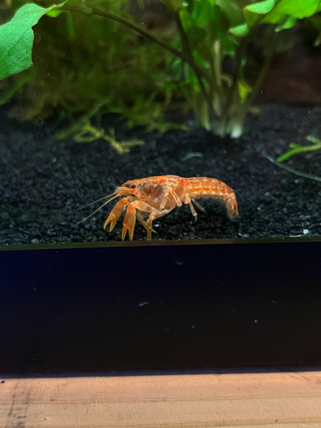 Tangerine Dwarf Crayfish — CPO (Cambarellus patzcuarensis) — photo 5