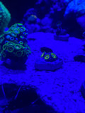 Showroom appointment — display corals in the gallery