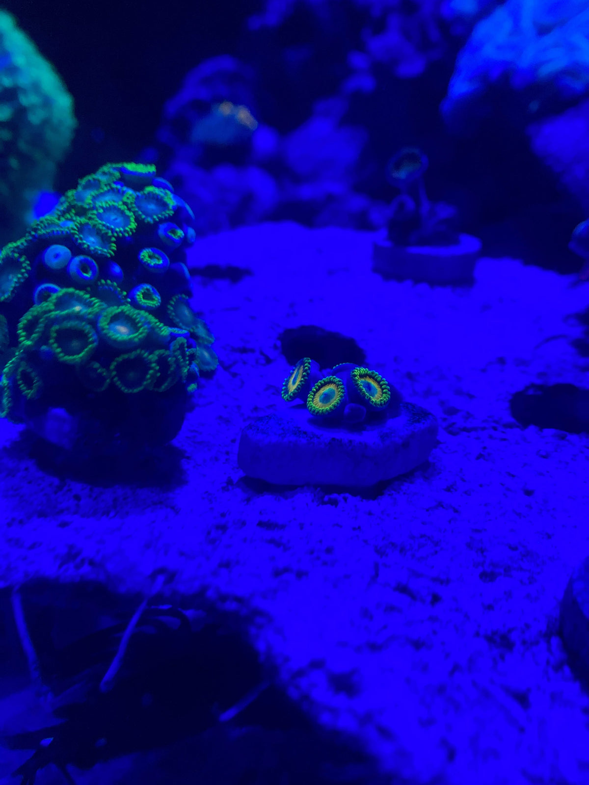 Showroom appointment — display corals in the gallery