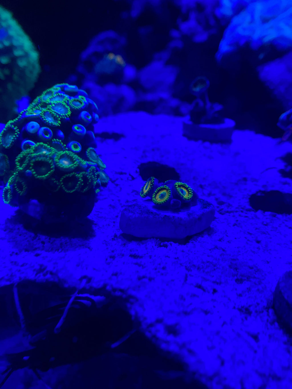 Neon Green Zoanthid — photo 1