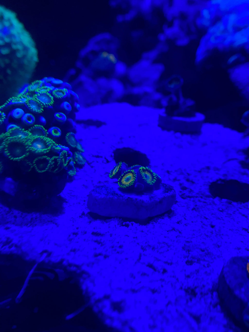 Eagle Eye Zoanthid — photo 2