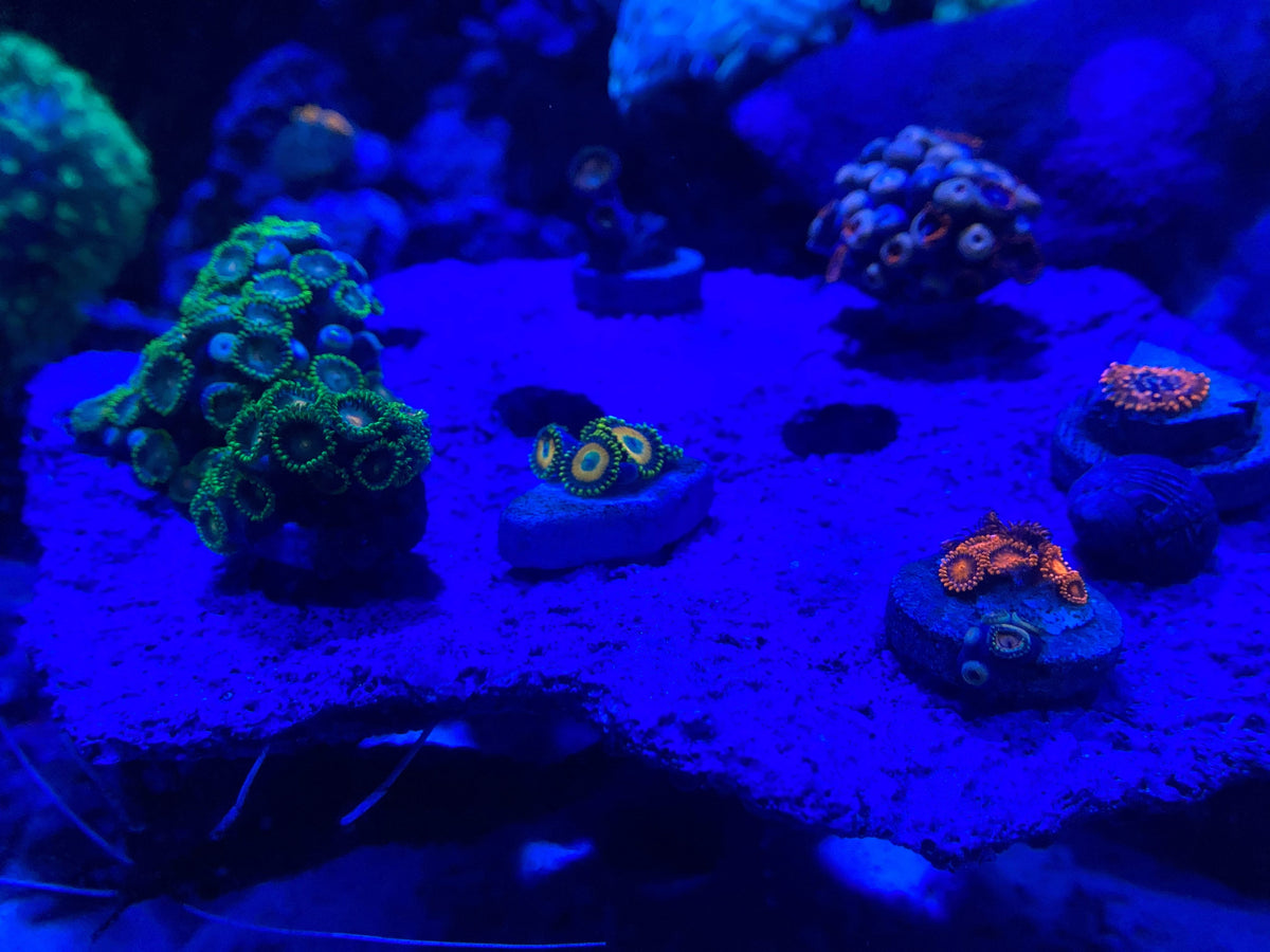 Eagle Eye Zoanthid