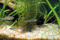 Albino Millennium Rainbowfish (Glossolepis pseudoincisus)