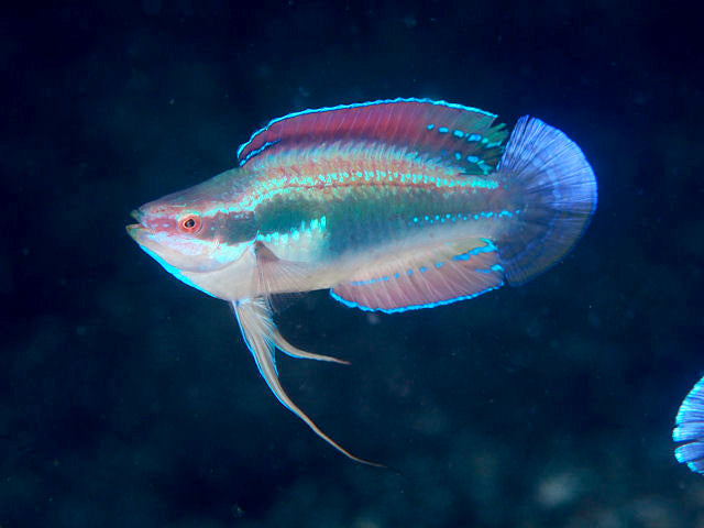 Temminicki Fairy Wrasse (Cirrhilabrus temminckii)