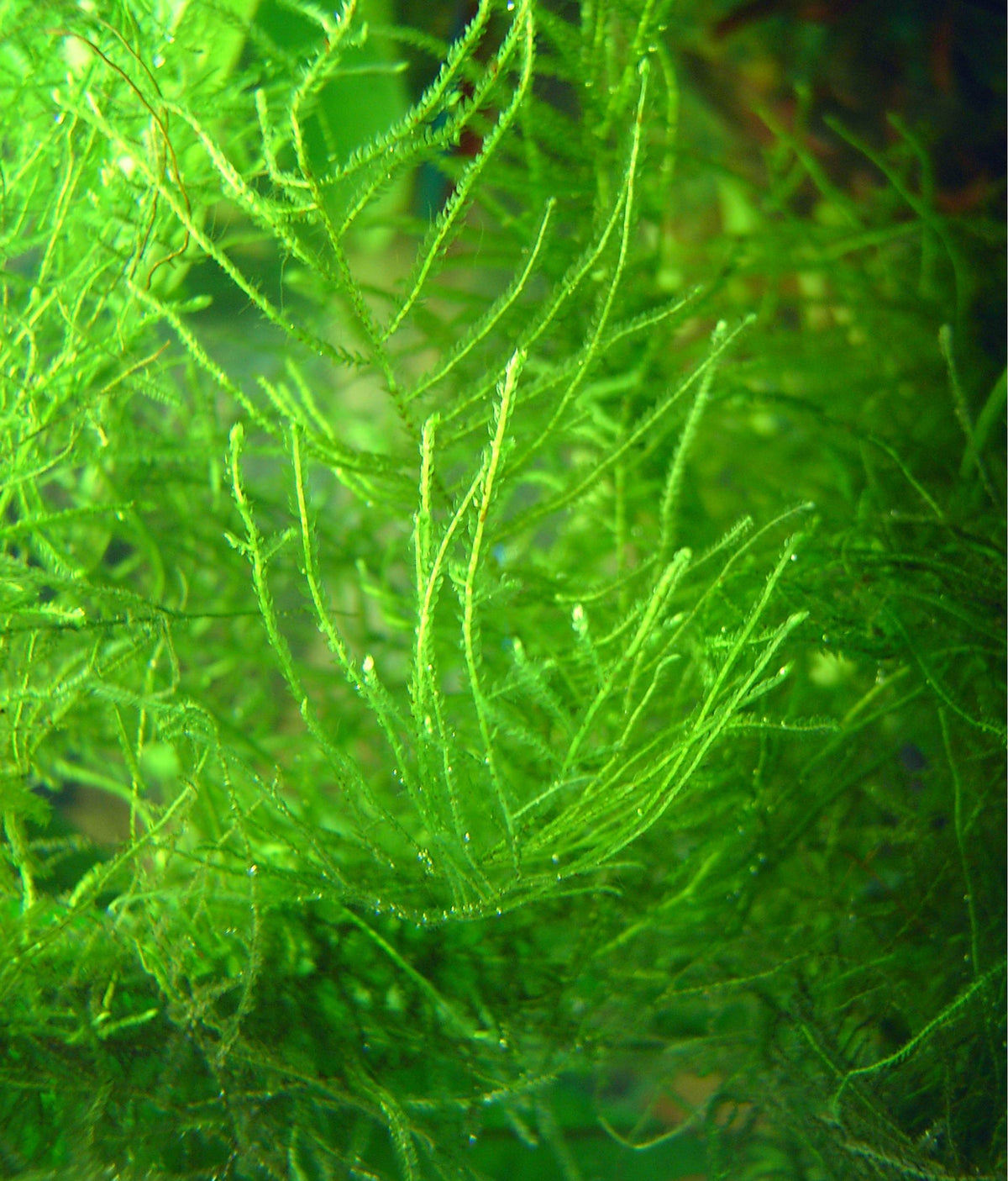 Java Moss (Taxiphyllum barbieri / Vesicularia dubyana)