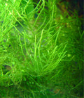Taxiphyllum barbieri, commonly known as Java Moss or Bogor Moss