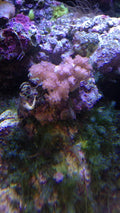 Tree Colt Leather Soft Coral