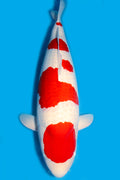 Red & White Koi (Cyprinus carpio)