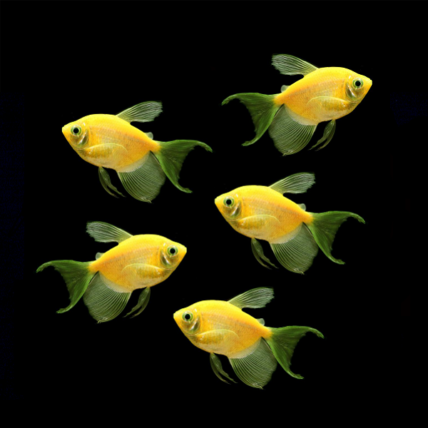 Long-Fin Sunburst Orange GLO Tetra (Gymnocorymbus ternetzi)