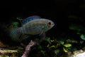 Tank-Raised Curviceps Cichlid (Laetacara curviceps)