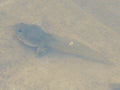 Bullfrog Tadpole (Lithobates catesbeianus) — Photo: KKPCW, CC BY-SA 4.0, via Wikimedia Commons
