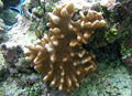 Lobophytum Hand Leather Coral
