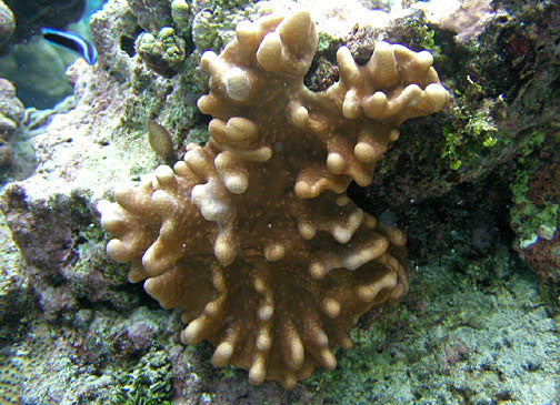 Lobophytum Hand Leather Coral