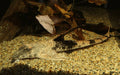 Chameleon Loricaria