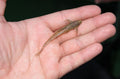 Whiptail Catfish