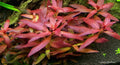 Ludwigia Glandulosa (Ludwigia glandulosa) — via Wikimedia Commons