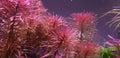Ludwigia Inclinata Wow Red (Ludwigia inclinata) — via Wikimedia Commons