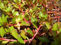 Ludwigia Triple Red (Ludwigia repens) — via Wikimedia Commons