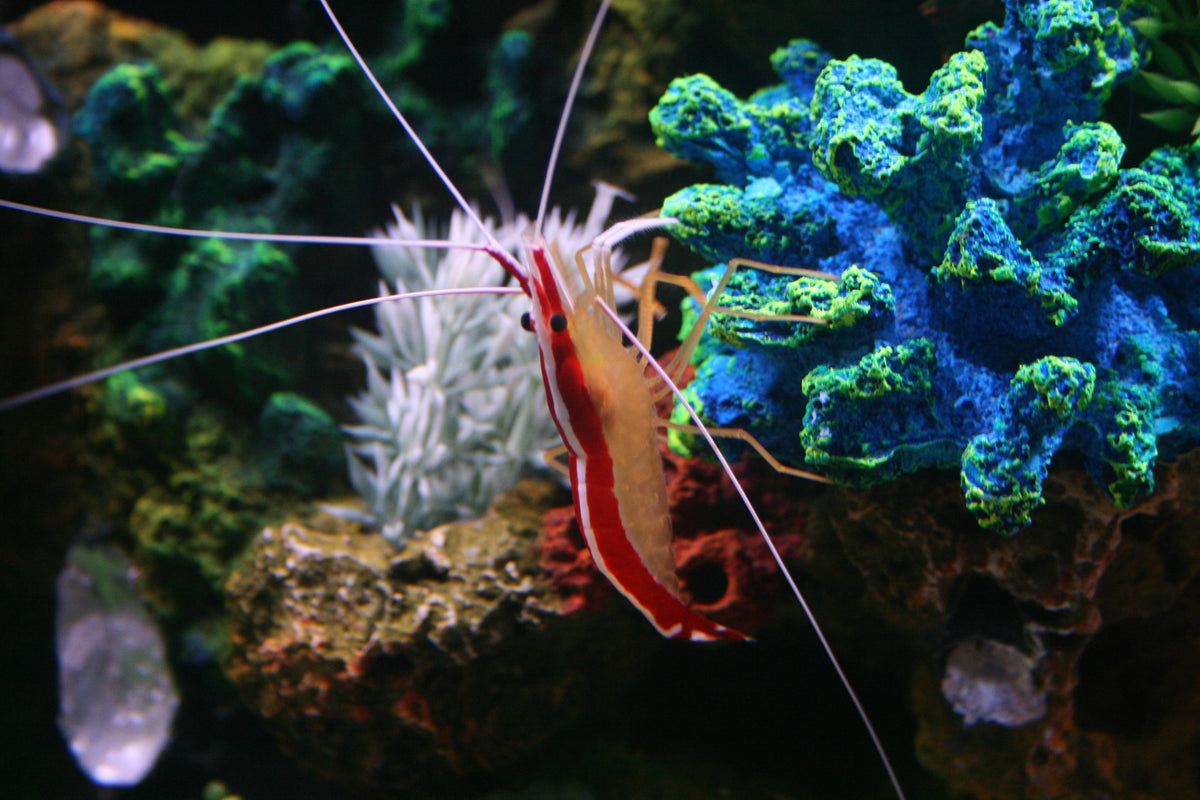 Reef Clean-Up Crew