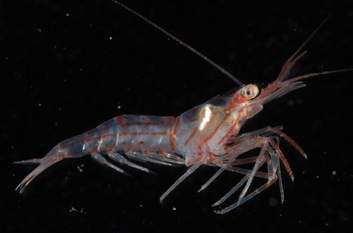 Peppermint Shrimp (Lysmata wurdemanni) — photo by Smithsonian Environmental Research Center, CC BY, via Wikimedia Commons