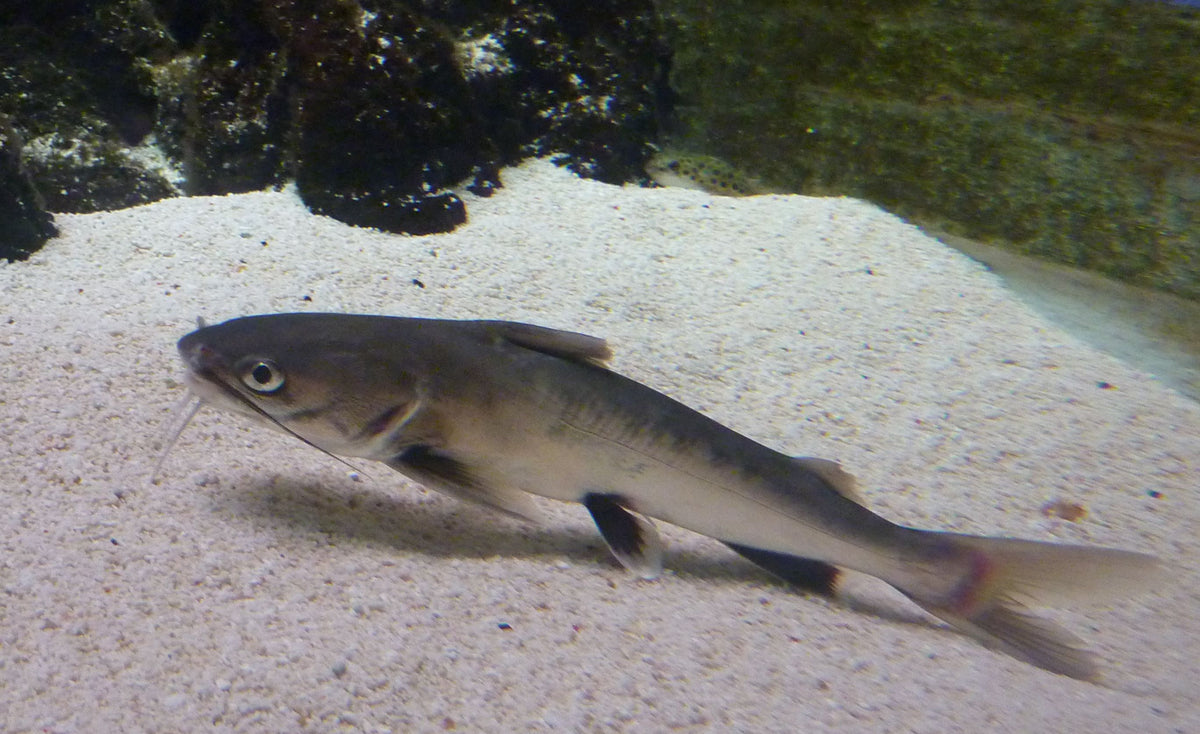 Blacktip Silver Shark Catfish