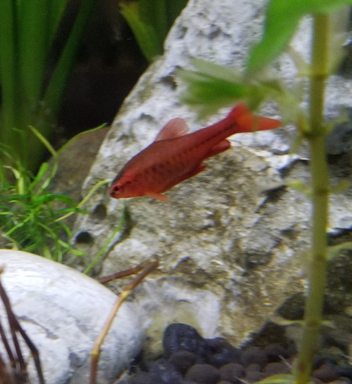 Long-Fin Cherry Barb (Puntius titteya) - Male