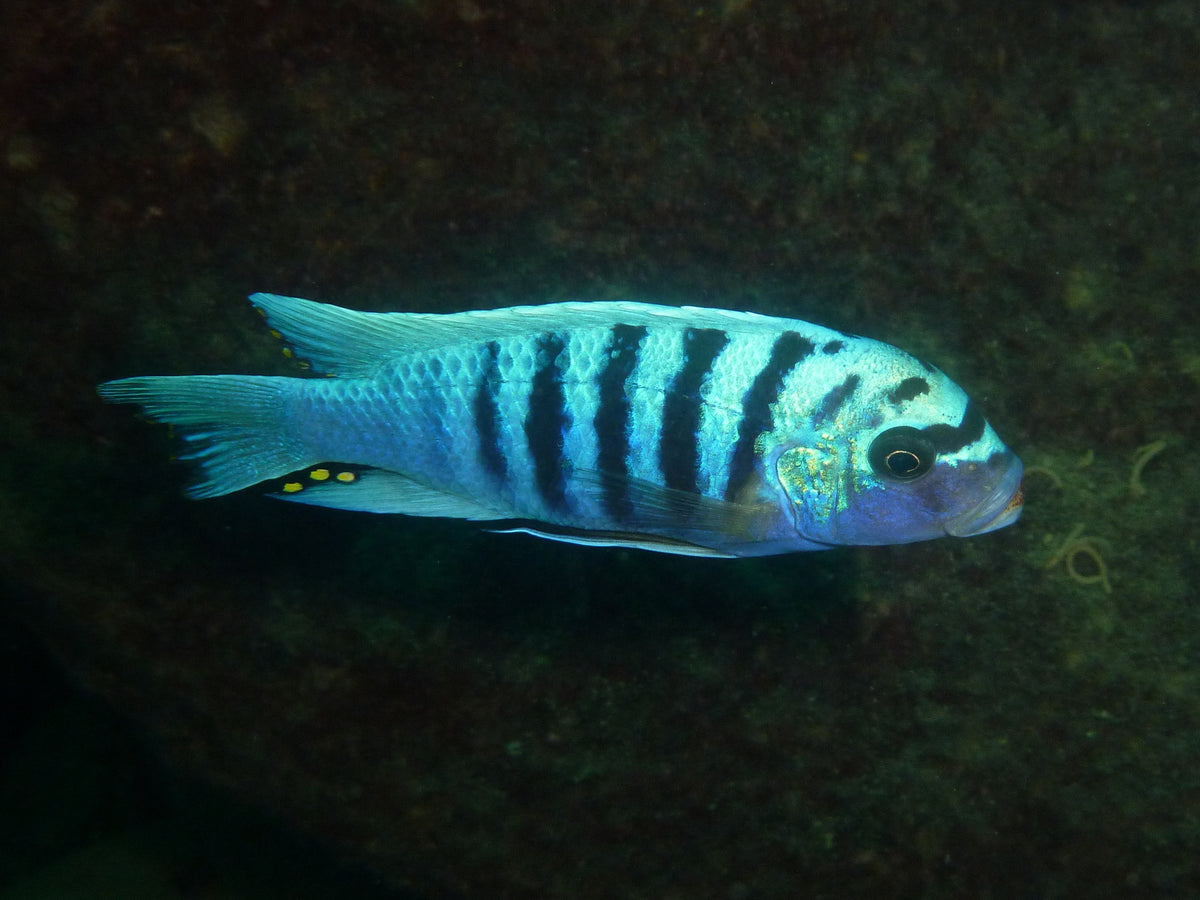 Orange Blotch Zebra Cichlid