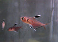 Copeland (HY511) Tetra