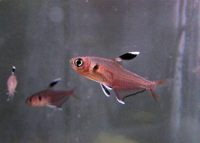 Copeland (HY511) Tetra