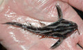 Irwini Catfish