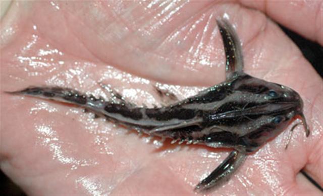 Irwini Catfish