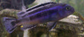 Electric Blue Johanni (Melanochromis johannii)