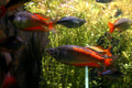 Parkinsoni Rainbowfish (Melanotaenia parkinsoni)