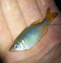 Deepwater Creek Rainbowfish