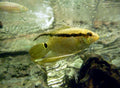 Tank-Raised Festivum Cichlid (Mesonauta festivus)