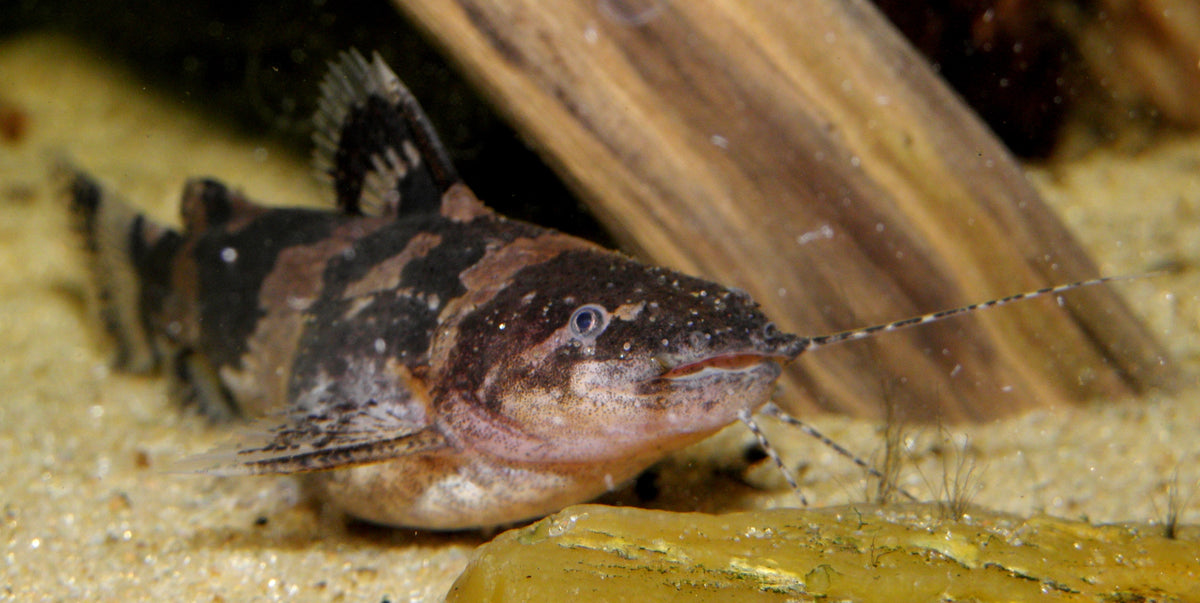 S.A. Bumble Bee Catfish (Microglanis sp.)