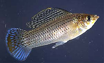 Male Assorted Sailfin Molly