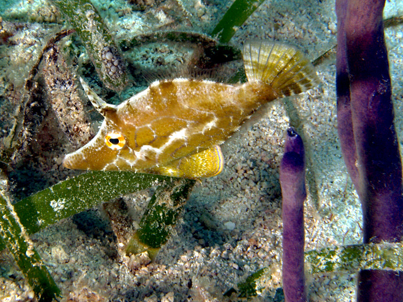 Slender Filefish (Monacanthus tuckeri)